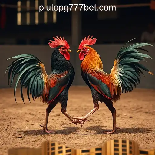 Cockfighting